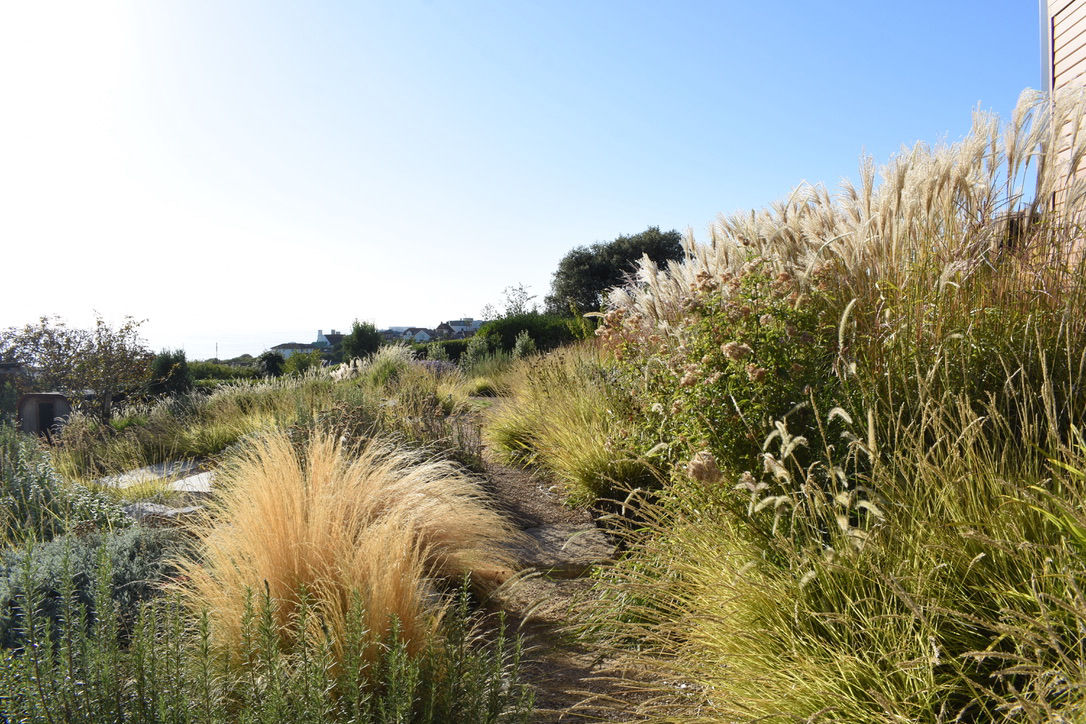 Roedean Coastal Garden