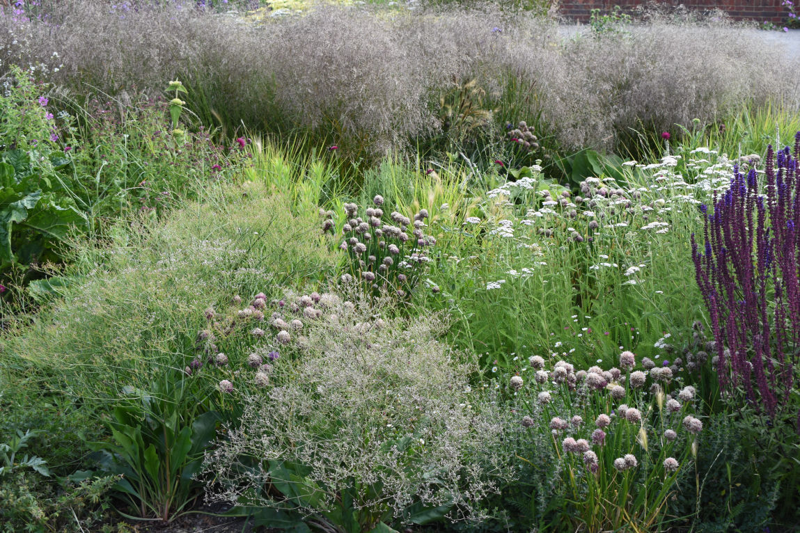 Echinacea and perovskia prairie