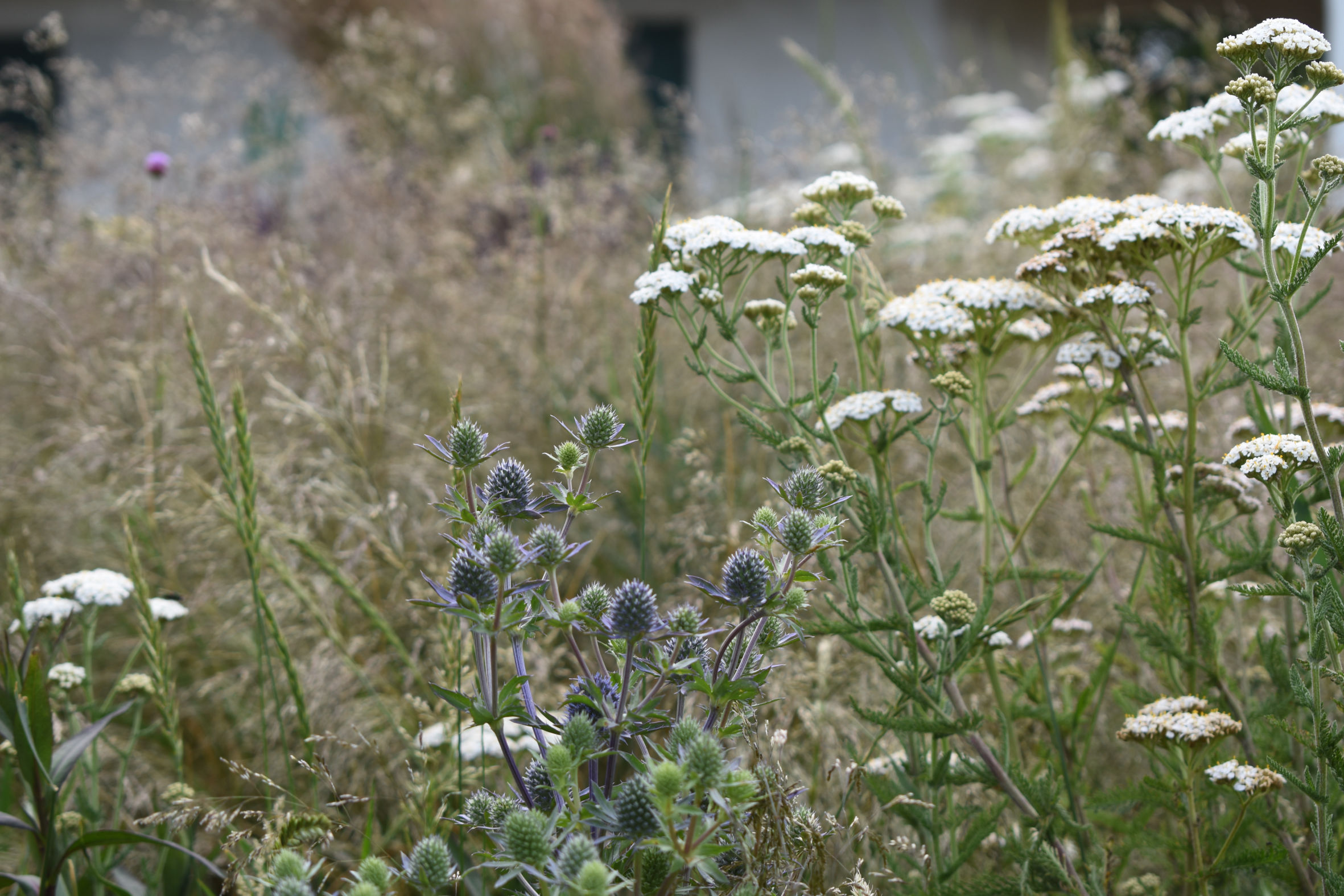 Hove Lagoon Prairie Planting