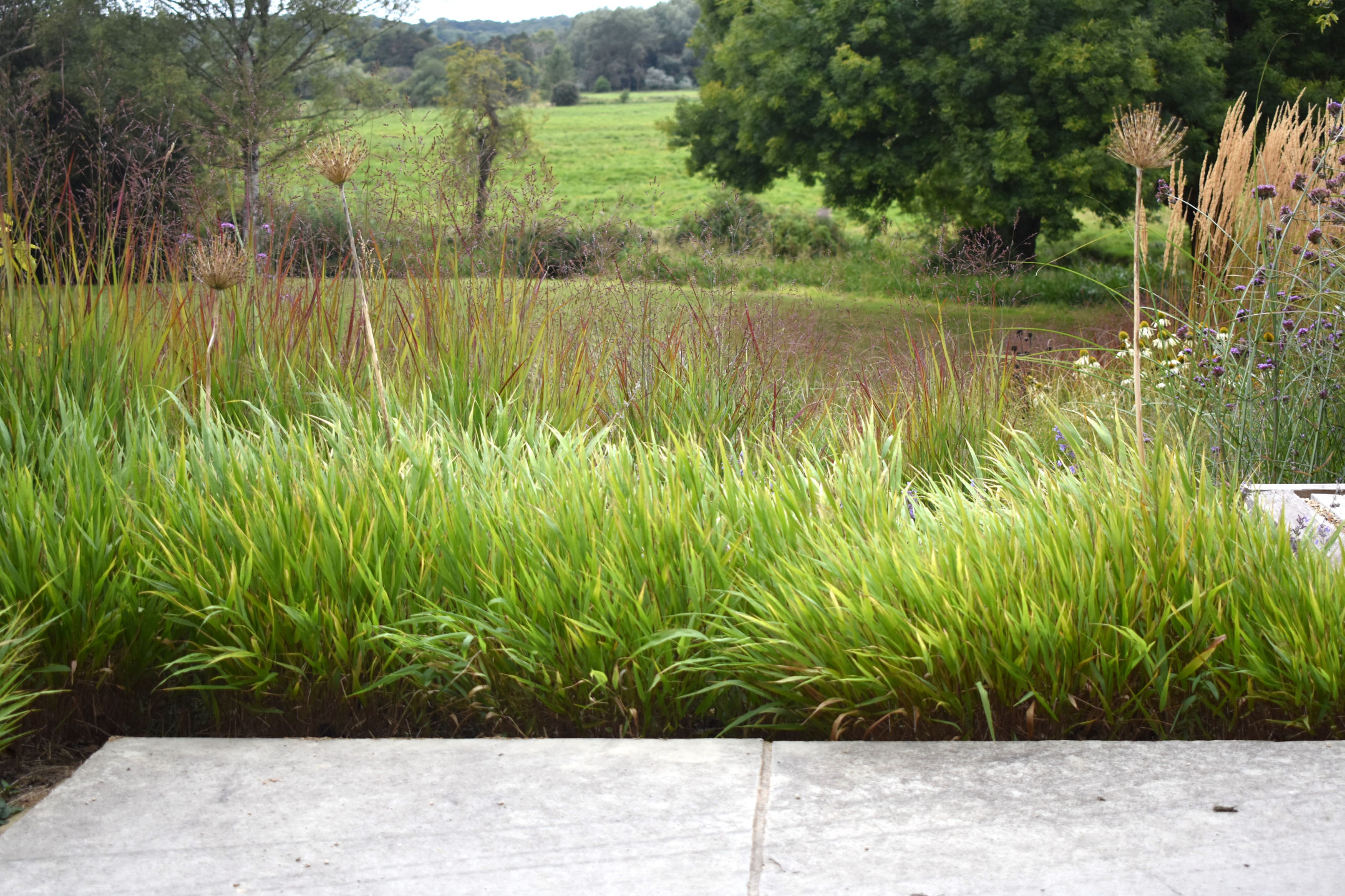 designing with ornamental grasses