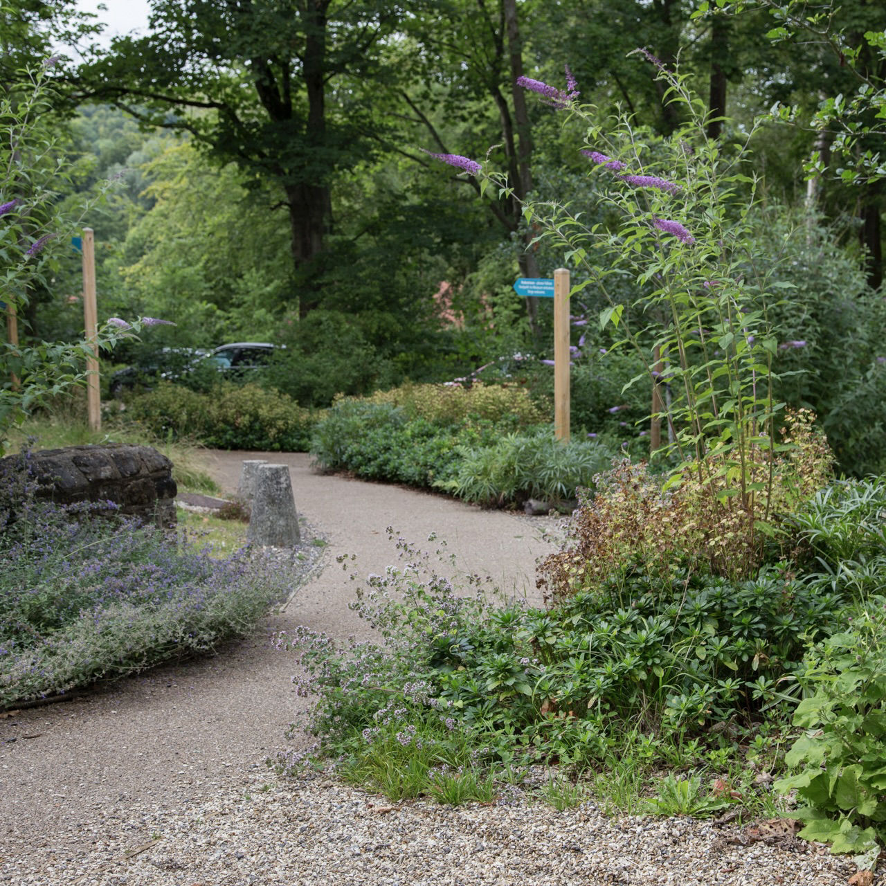 Woodland planting with resin bound gravel path