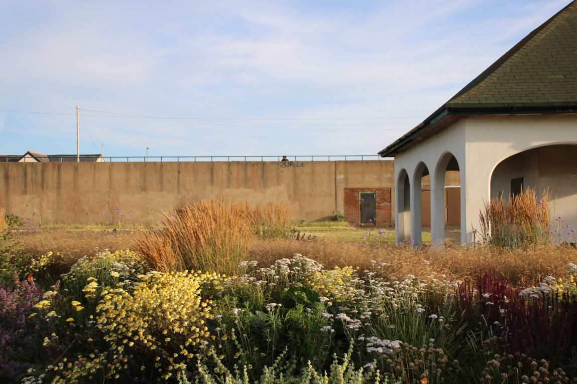 Natural Coastal Planting