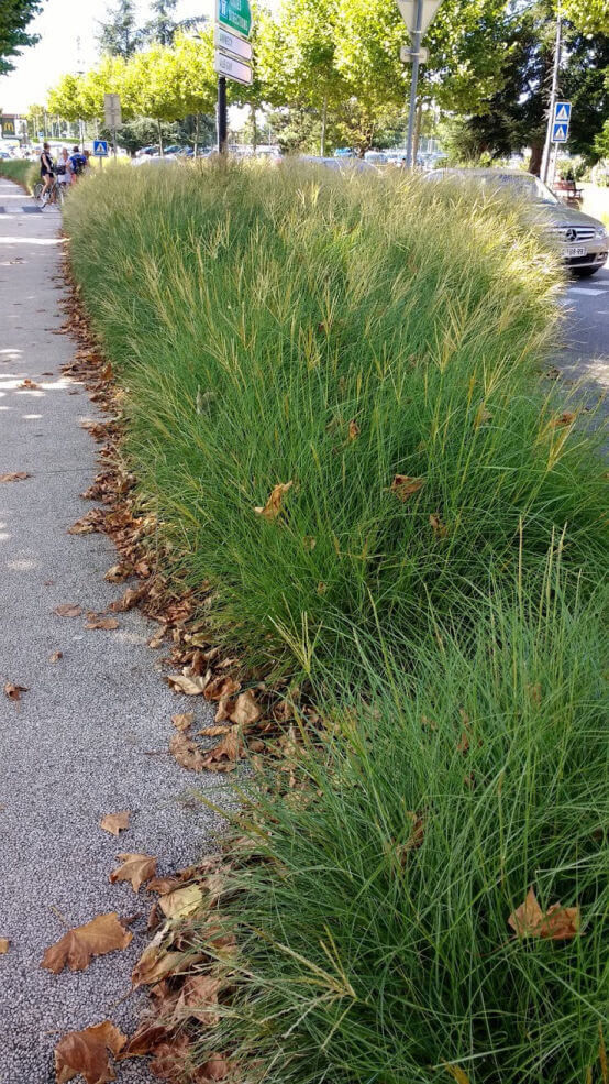 street-planting