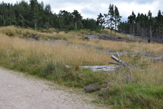 forestry-land