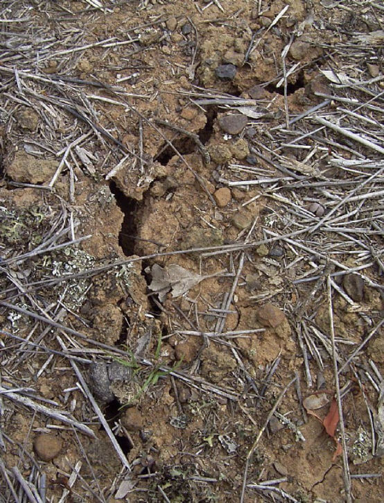 soil-pattern