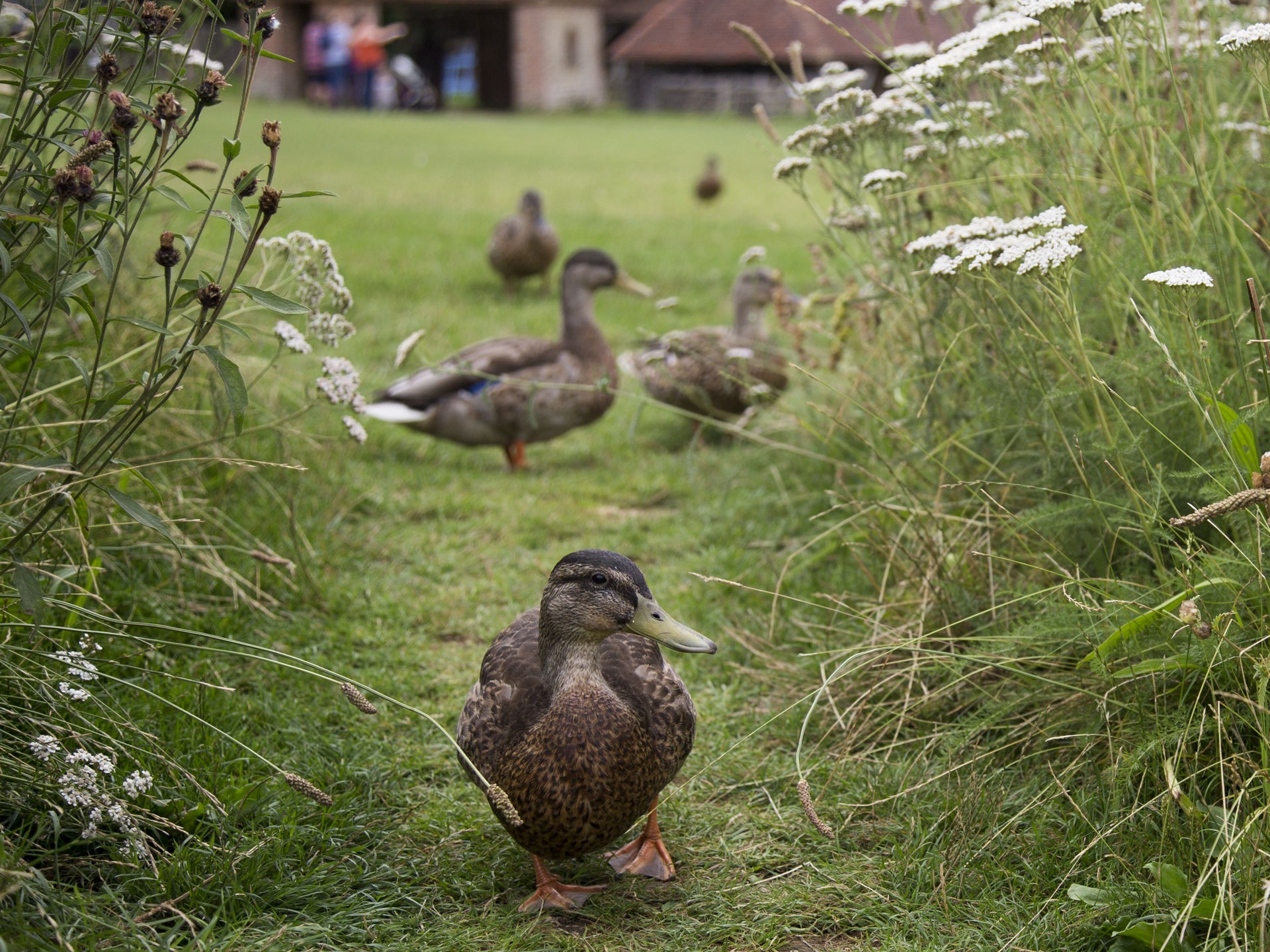 Re-Wild Your Garden