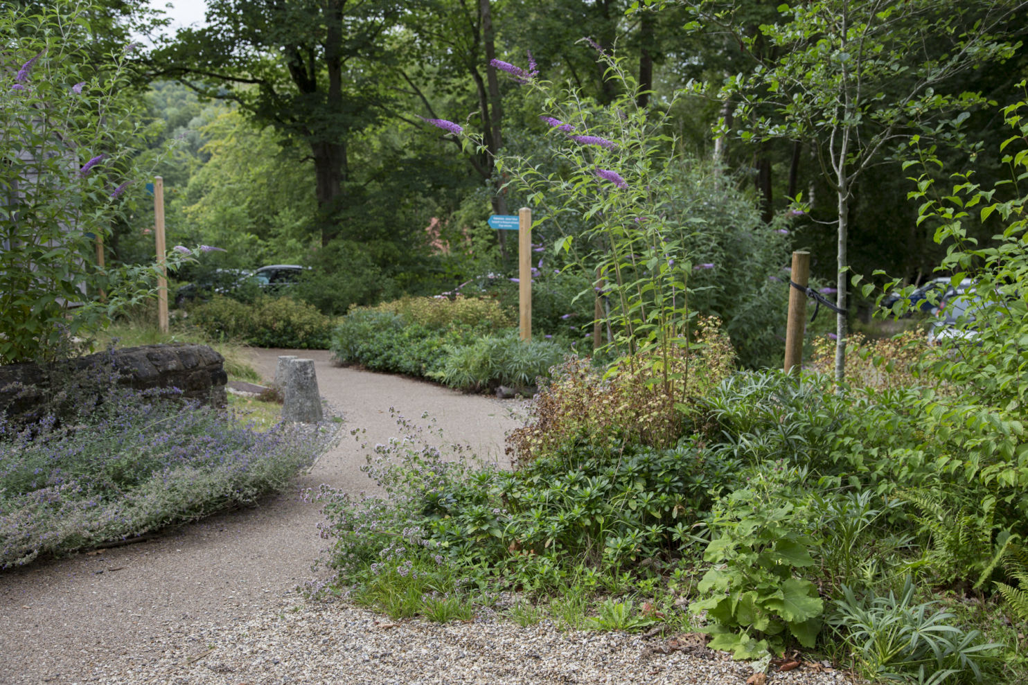 Woodland planting with resin bound gravel path